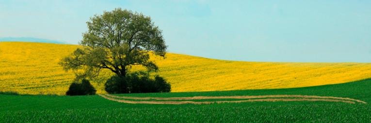 SeligmanEurope's profile banner image