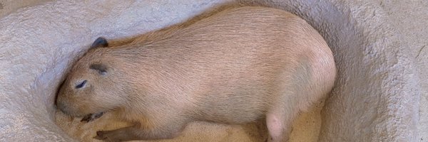 _aramp_mm Profile Banner