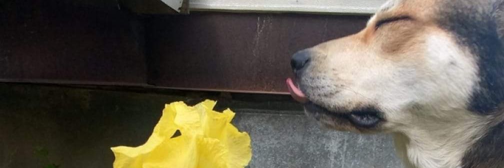 Michael Faust banner