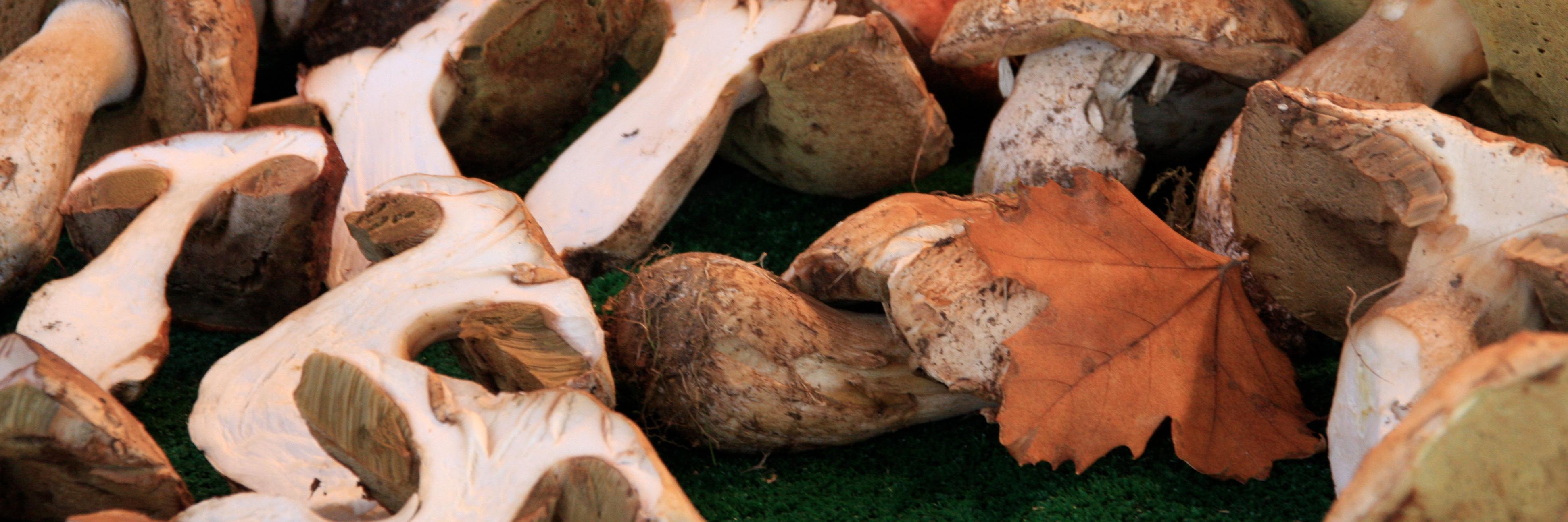 Rosemary Moon 👩‍🍳🥃🌶 banner