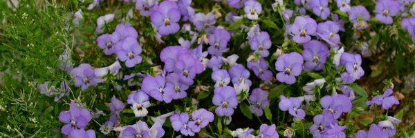 joya_isaura Profile Banner