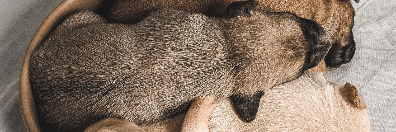 Antimerluzo 🇨🇱🗽 banner