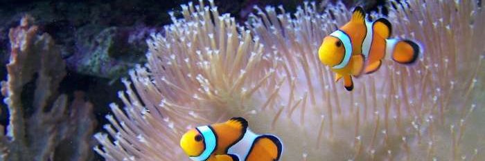 zknemo.lens is Bored 👹 (🌸, 🌿) banner