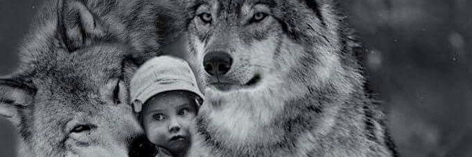 brush wolf（Gin🐺)'s banner