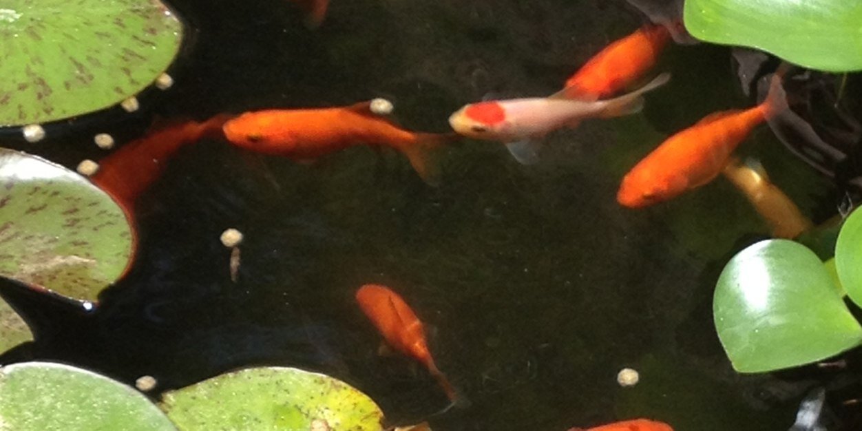 SD Botanic Garden banner