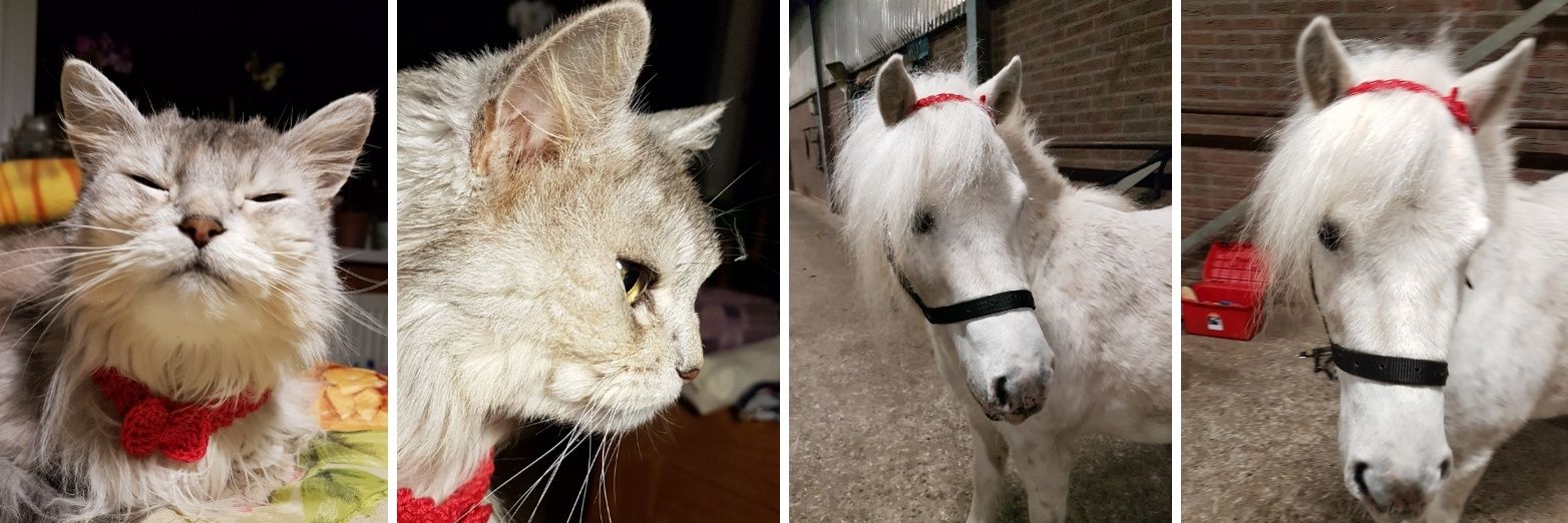 Martje Postma CIE banner