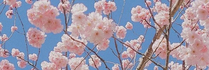 fobiscates's profile banner image