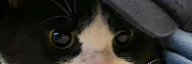 Locombss's profile banner image