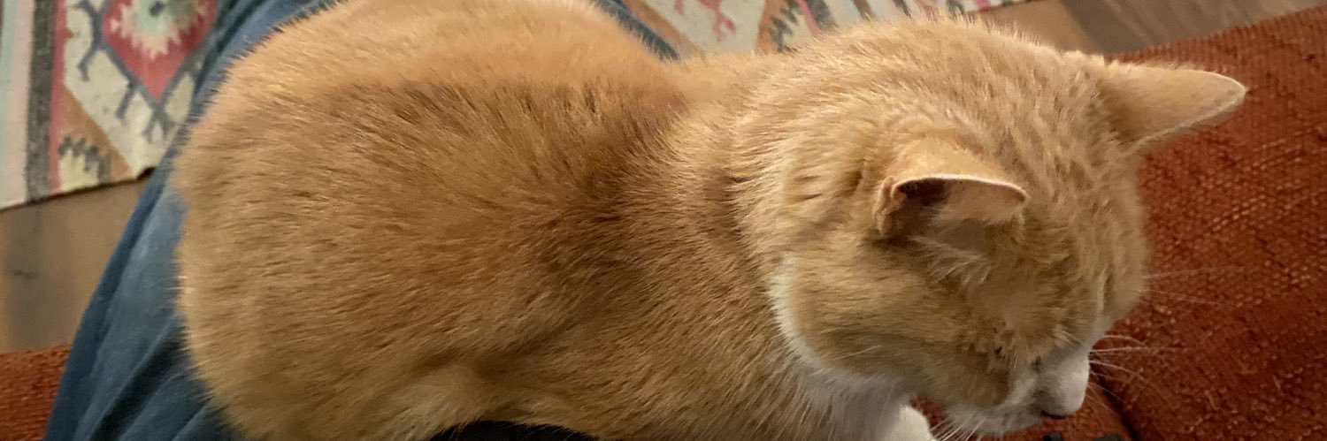 Jan de Dromer 😸 banner