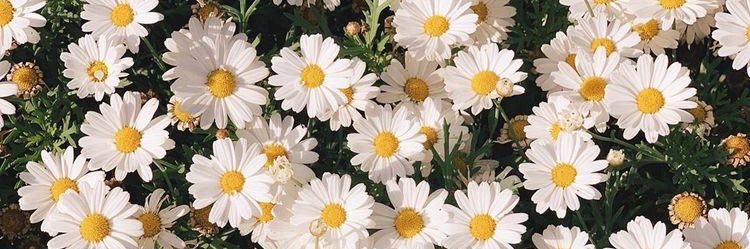 vicky_bellido's profile banner image