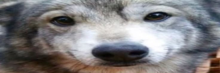 AlanViagra69's profile banner image