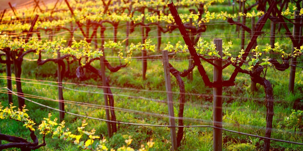 Thomas Fogarty Wine banner