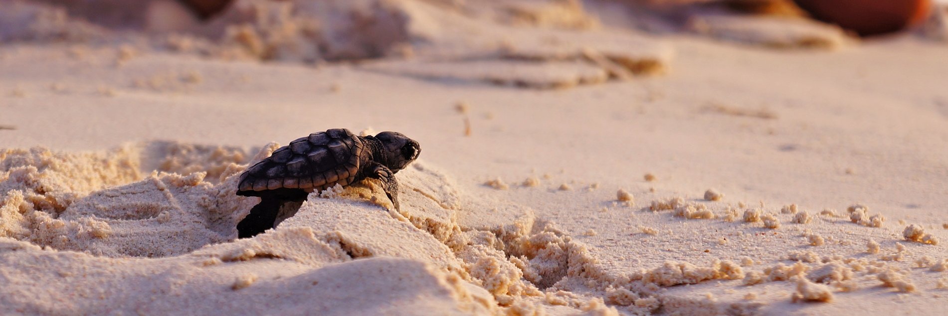 Conservancy of SWFL banner
