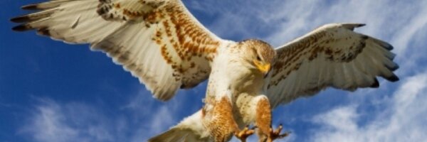 SkydancerSS Profile Banner