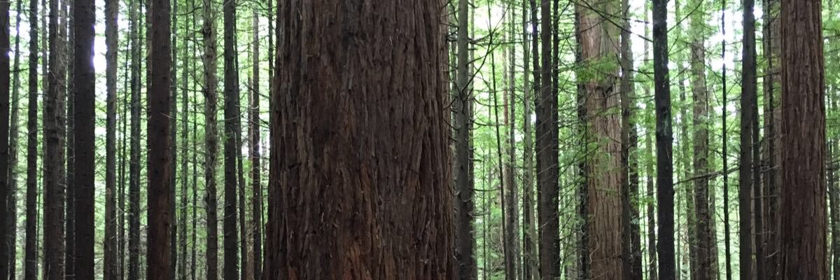 pasir's profile banner image