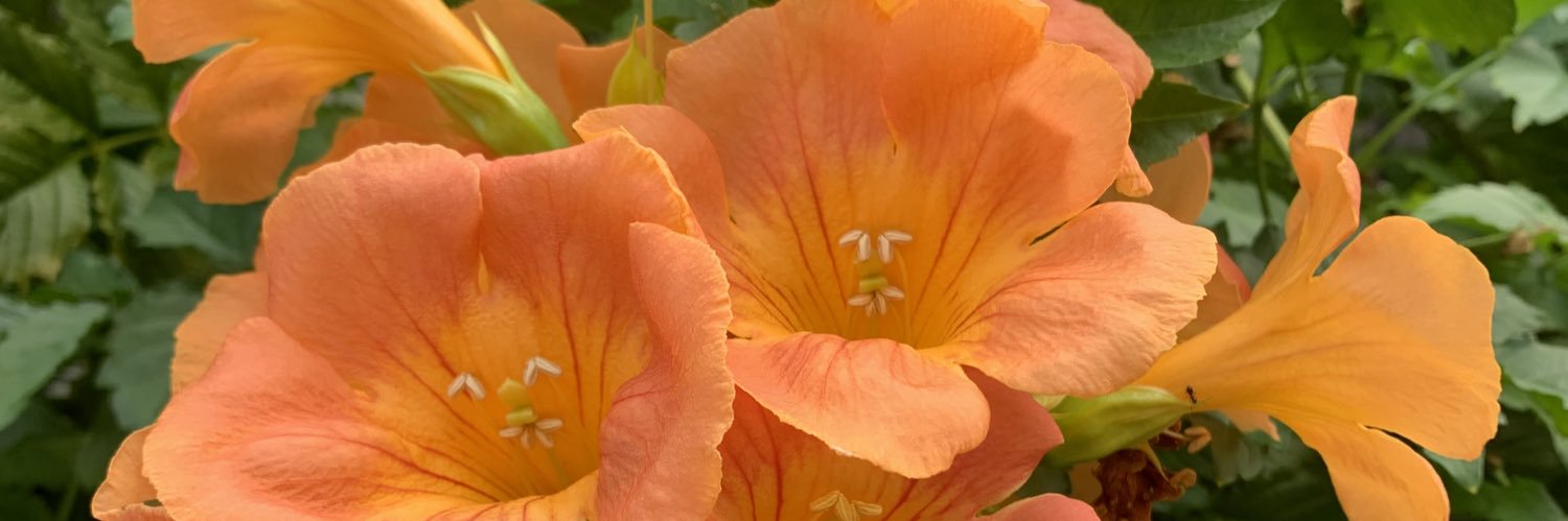 奇跡の森's banner
