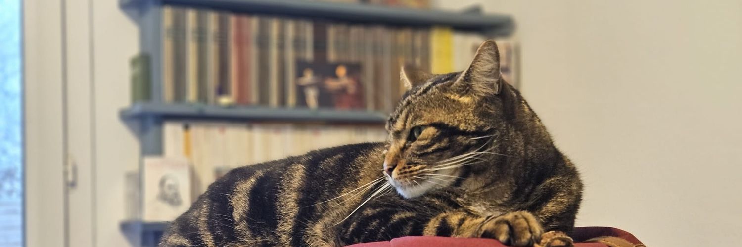 alexisdpmartin's profile banner image