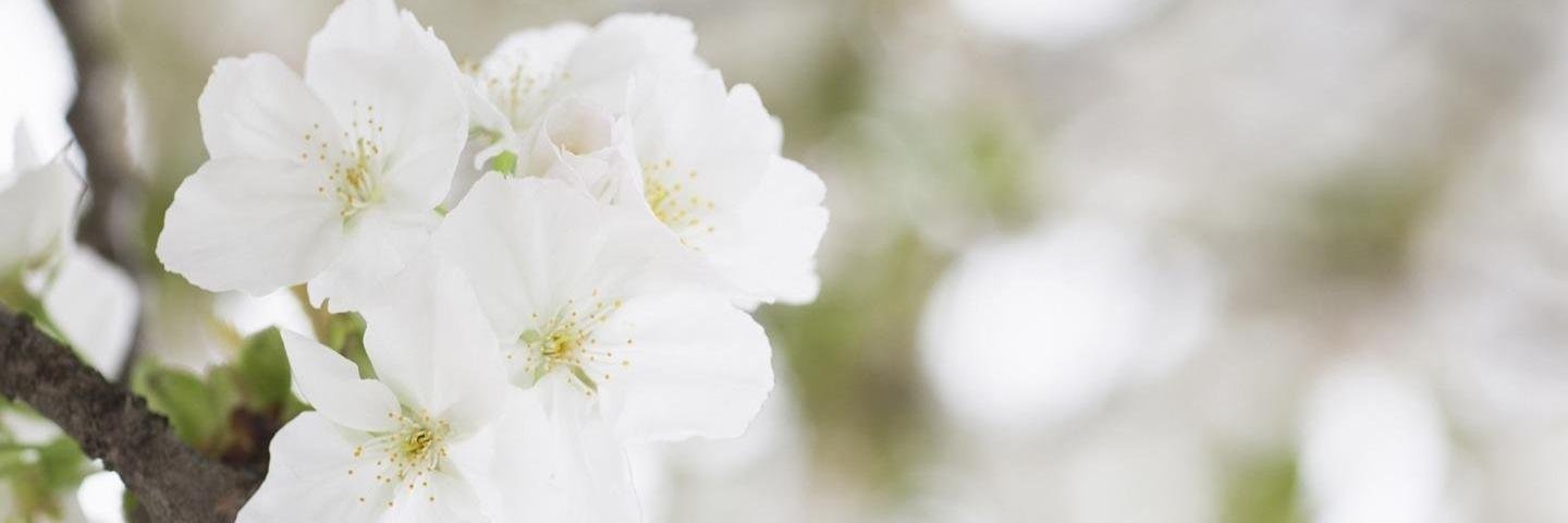 stephkfreeman's profile banner image