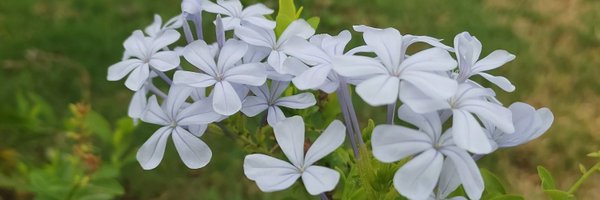 SakshiNain05 Profile Banner