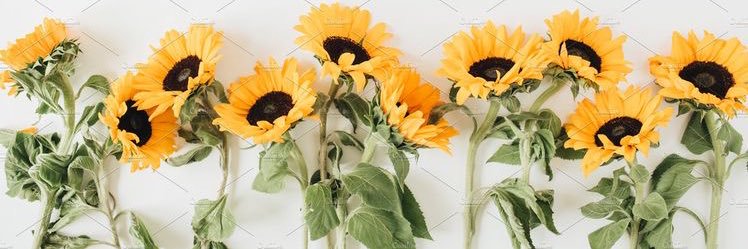 domemv's profile banner image