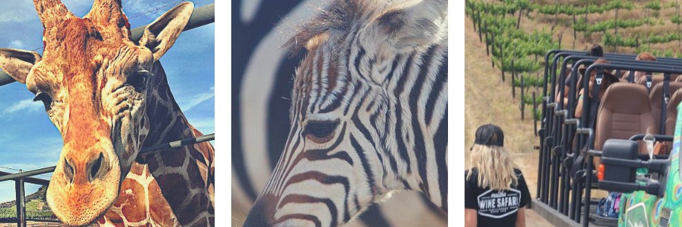 MalibuSafaris's profile banner image