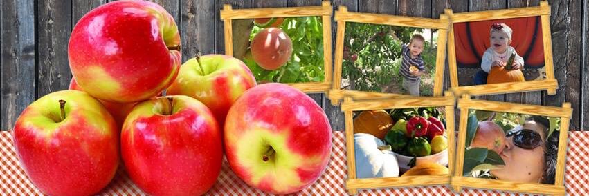 appleannies's profile banner image