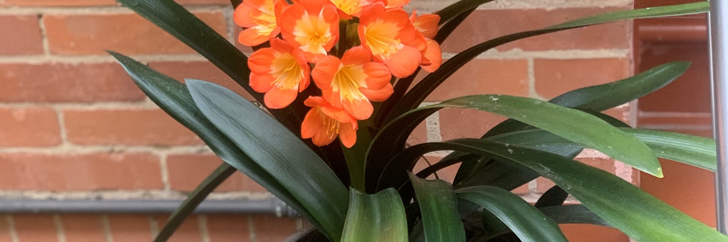 Armando paredes icaza banner