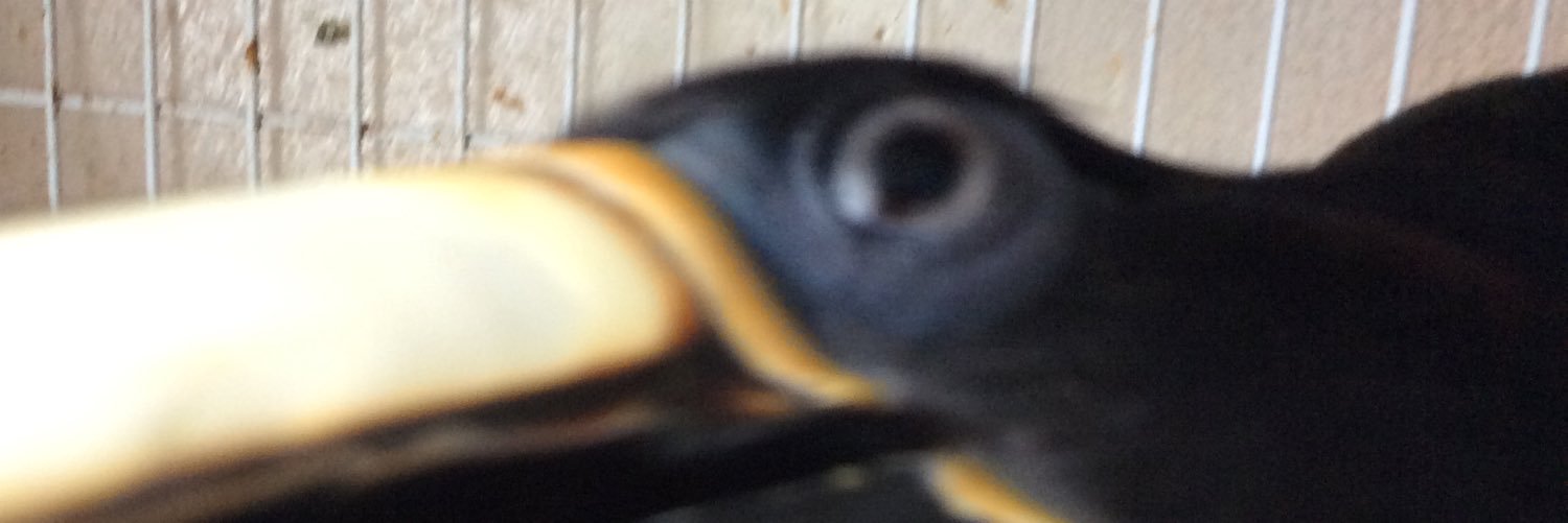 HituruHynobius's profile banner image