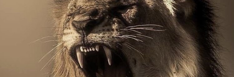 ertugruleldut's profile banner image
