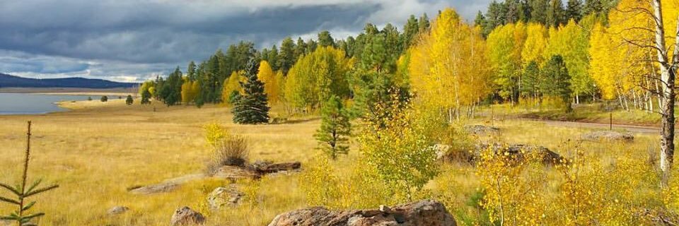 WMIcentral.com banner