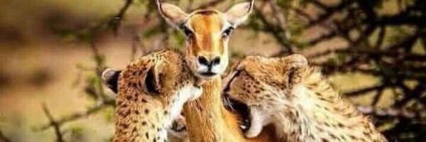 HAbuElbara's profile banner image