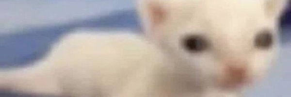 DayanCrappydoll Profile Banner