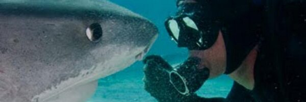 Shark_Toothday Profile Banner