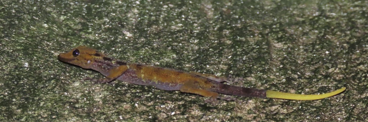 釜揚げしらす banner