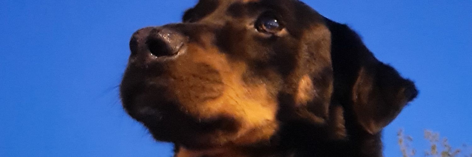 Sneza2022's profile banner image