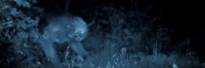 Cigarro Da Cairo banner