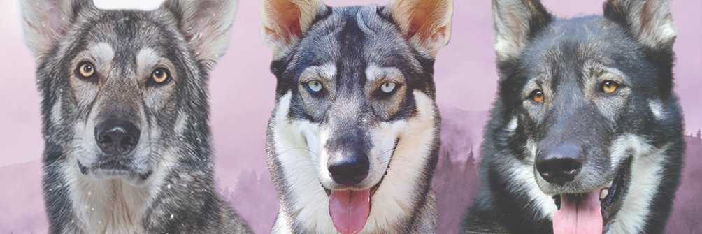 wolfalikes's profile banner image