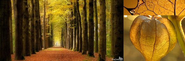 JupitrStarDust Profile Banner