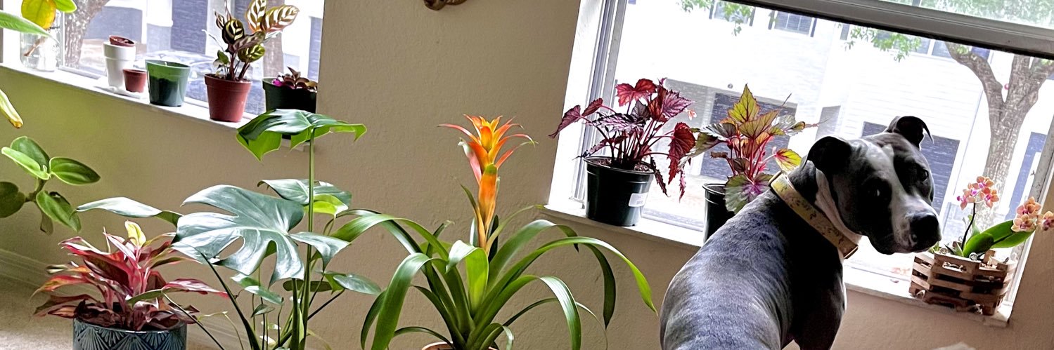 BelenaRoy's profile banner image