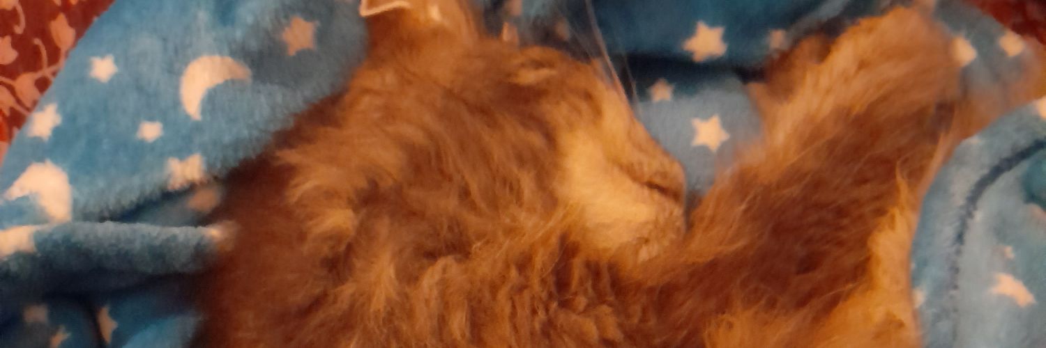 Banshee Scream 🐈‍⬛ banner