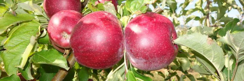 Carlos Miranda banner