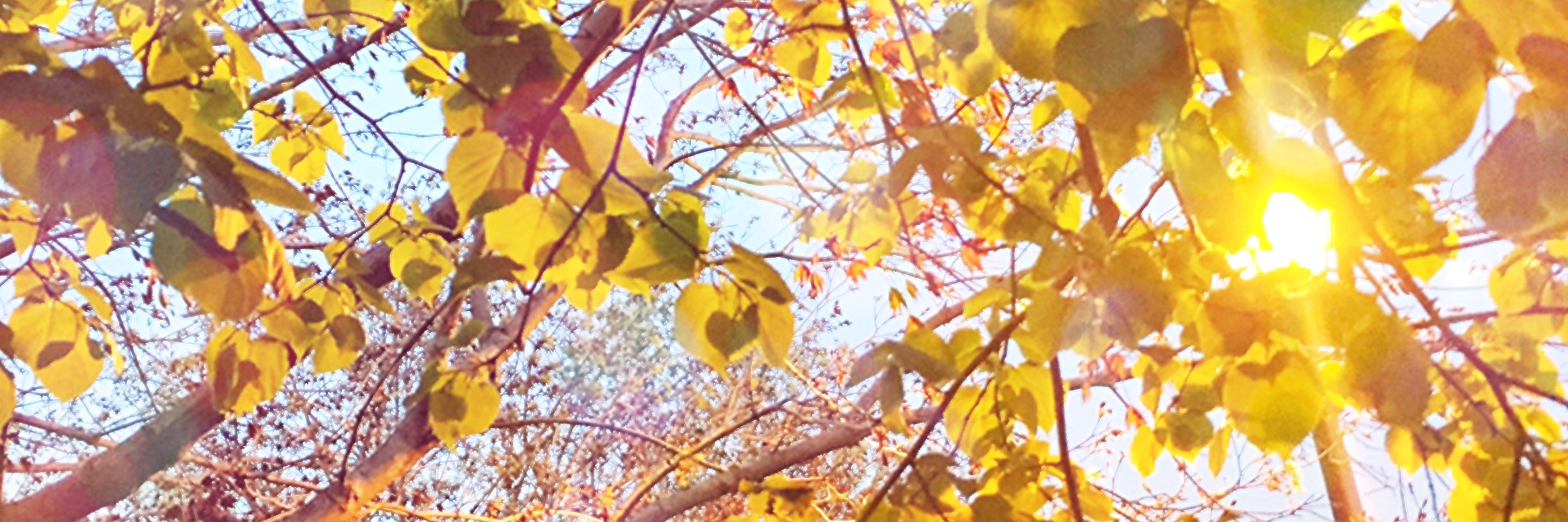 jackiemr23's profile banner image