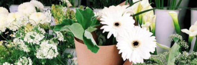 Sofi Lamadrid banner