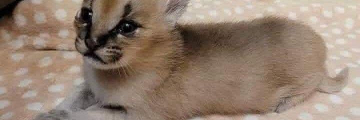 minor banner