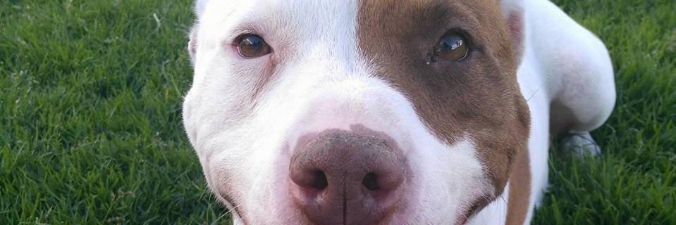 DeutschEngel's profile banner image
