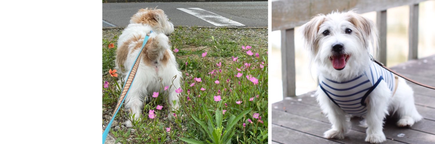 MUGIパパ👻 banner