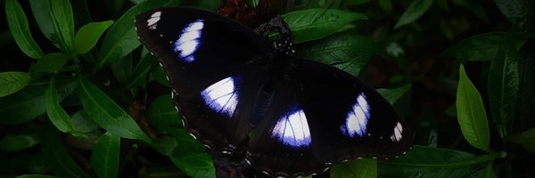 _Nishchita Profile Banner