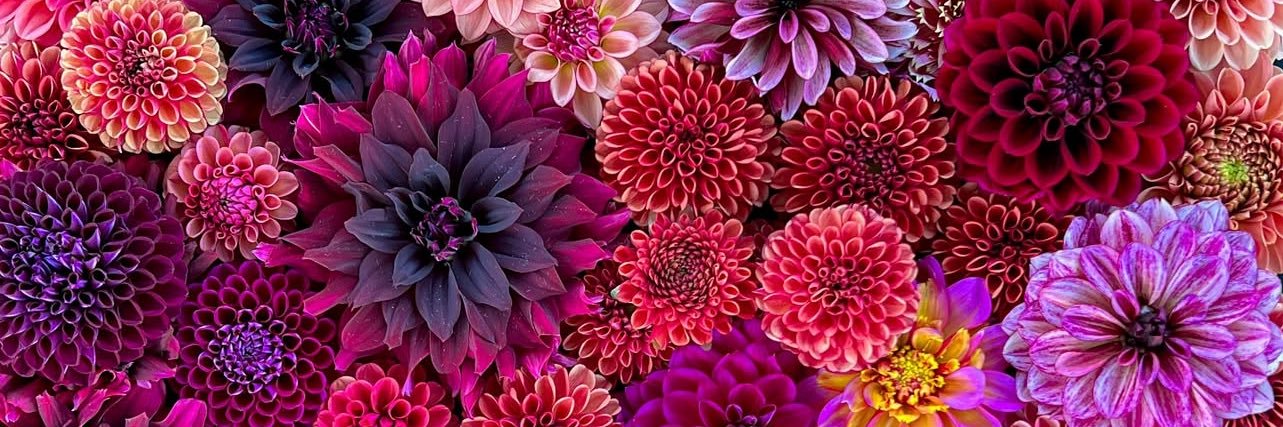 NoJusticeNoPeas🫛💚 banner