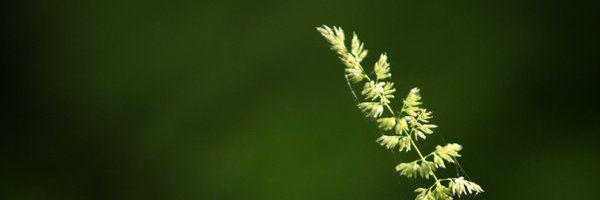 RW_MacBoat Profile Banner