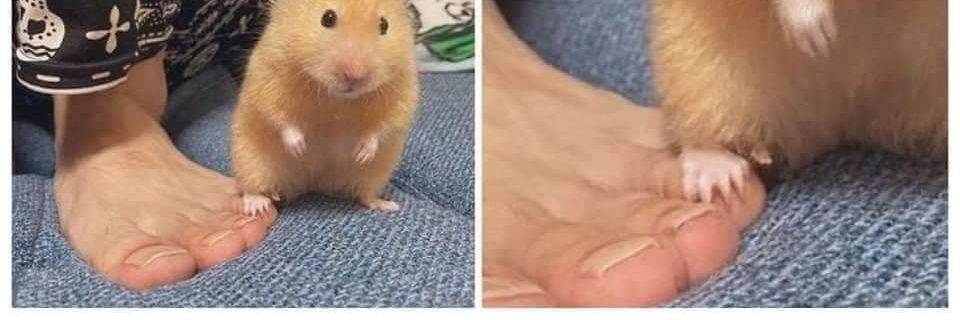 BeeSLB's profile banner image